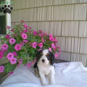 Duke, Cavalier King Charles Spaniel Puppy